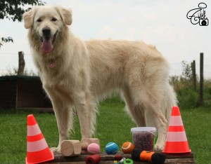 Clicker Training Hund