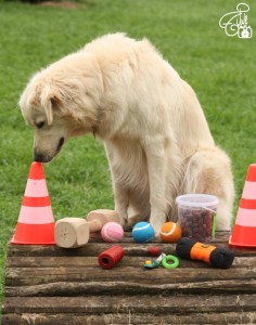 Hund Clickertraining