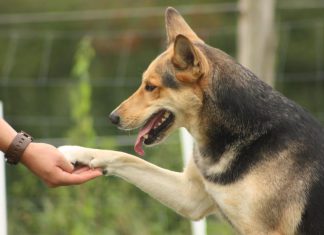 Kleines Clicker 1×1: Tipps für ein richtiges Clickertraining Ich geb dir die Pfote