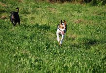 Hund kommt angerannt, Foto: Melanie