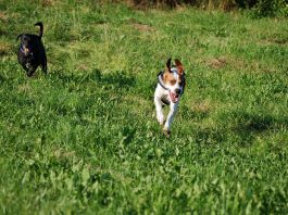 Hund kommt angerannt, Foto: Melanie