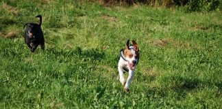 Hund kommt angerannt, Foto: Melanie