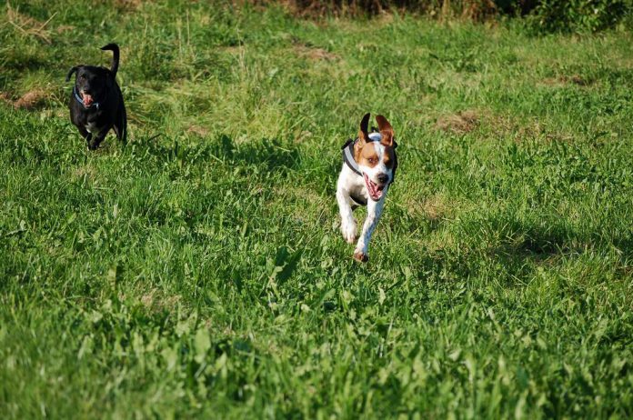 Hund kommt angerannt, Foto: Melanie