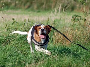 Hund Aggressionen