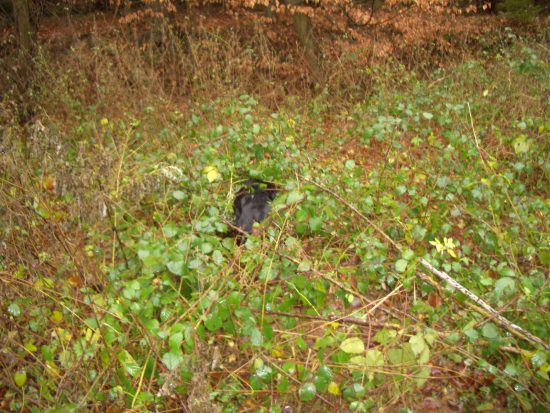 Gordon Setter im Wald