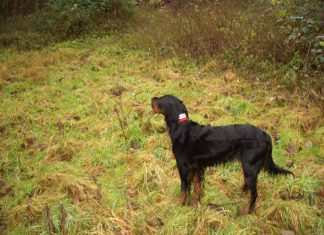 Antijagdtraining – Künstliche Fährte CIMG1197