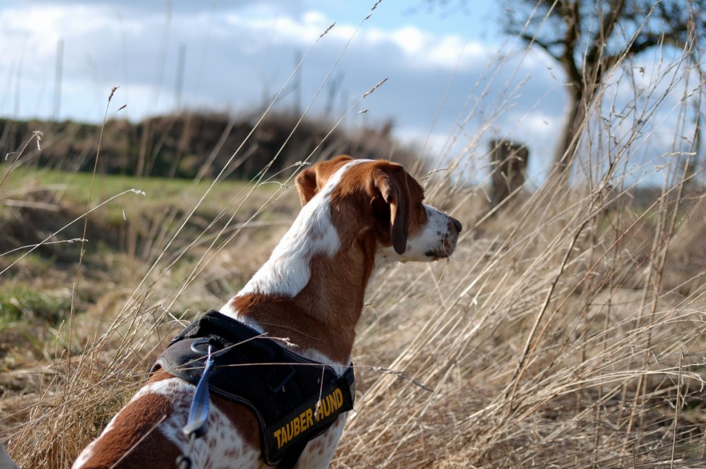 Hund sieht in die Ferne