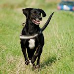 Rennender Hund, Foto: Melanie