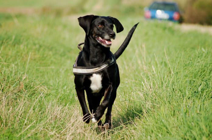 Rennender Hund, Foto: Melanie