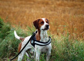 Hund an der Schleppleine, Foto: Melanie