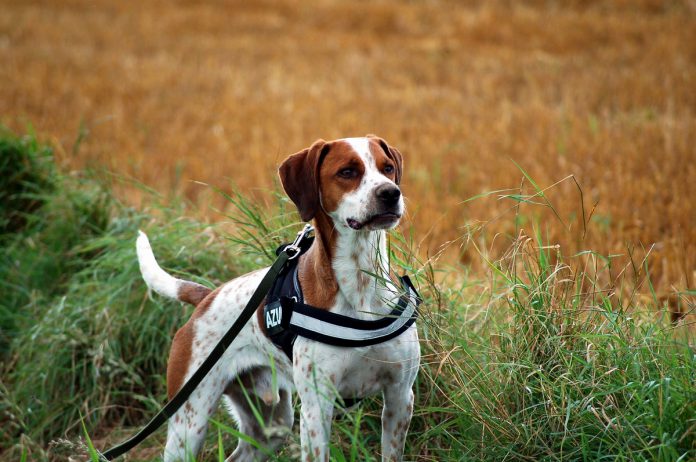 Hund an der Schleppleine, Foto: Melanie