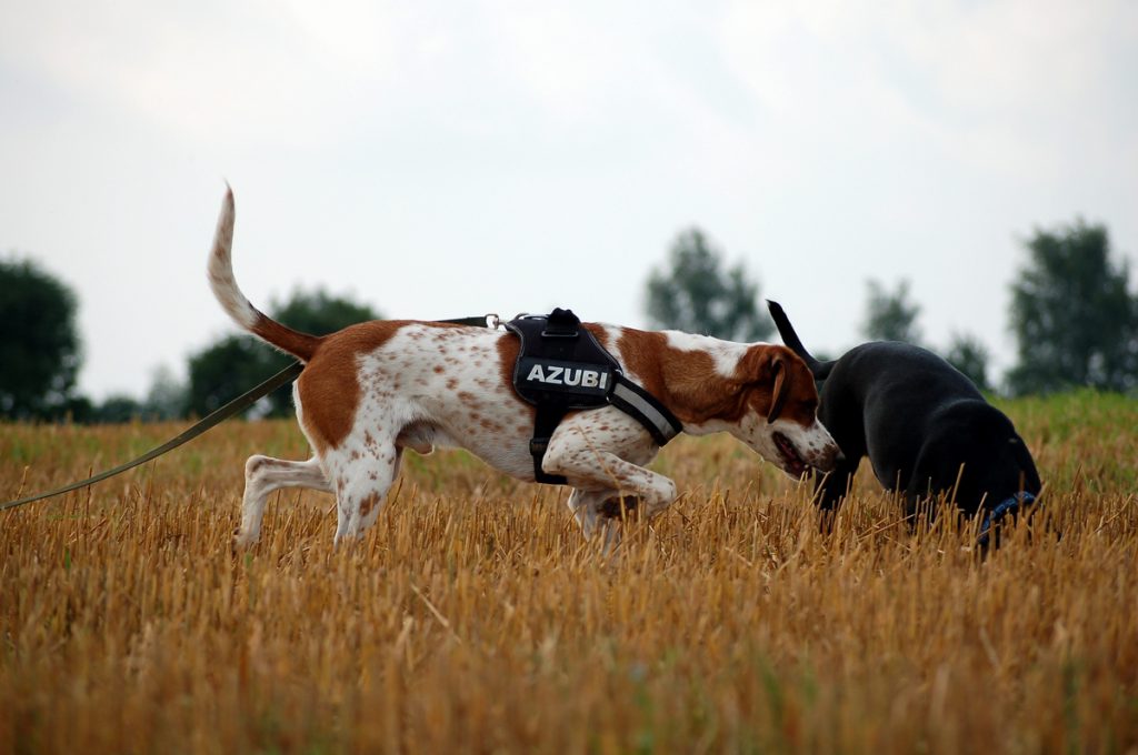 Zwei Hunde im Feld