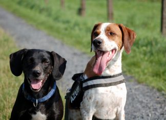 Zwei Hunde machen Sitz, Foto: Melanie