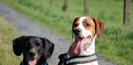 Hundeerziehung Ratgeber & Tipps im Hundemagazin Hund