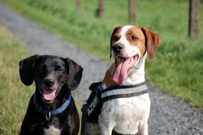 Zwei Hunde machen Sitz, Foto: Melanie