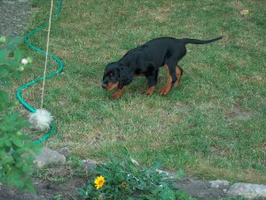 Hund Daisy beim Antijagdtraining