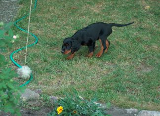 Antijagdtraining: Hunde vom Jagen abhalten Disney 10Wo7