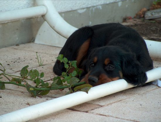 Gordon Setter auf der Terrasse