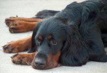 Gordon Setter Hanni
