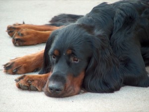 Gordon Setter