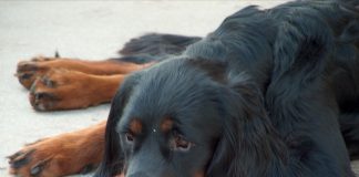 Gordon Setter Hanni