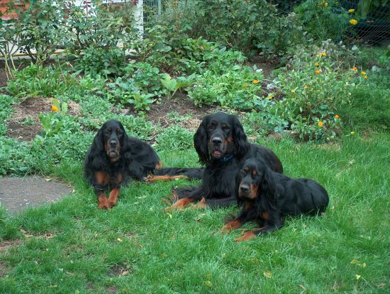 Drei Gordon Setter