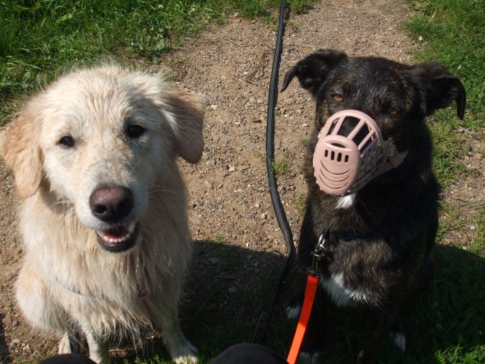 Maxi und Pino unterwegs