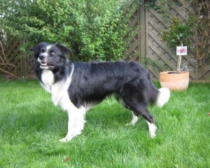 Rassehund Border Collie