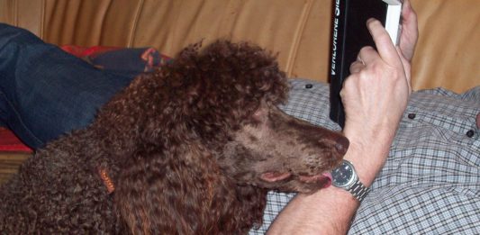 Hundeerziehung Ratgeber & Tipps im Hundemagazin Hund
