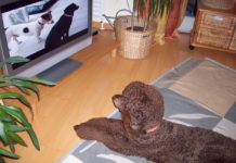 Hund sieht Fernsehen