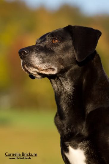 Wie viel kostet ein Hund Ratgeber