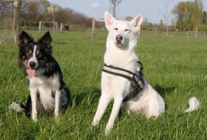 Mischlingshund und Rassehund auf grüner Wiese