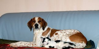 Hund und Katze, Foto: Melanie