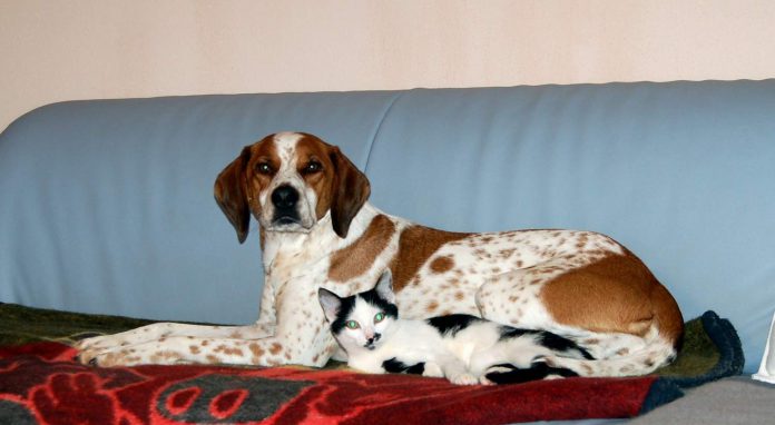 Hund und Katze, Foto: Melanie