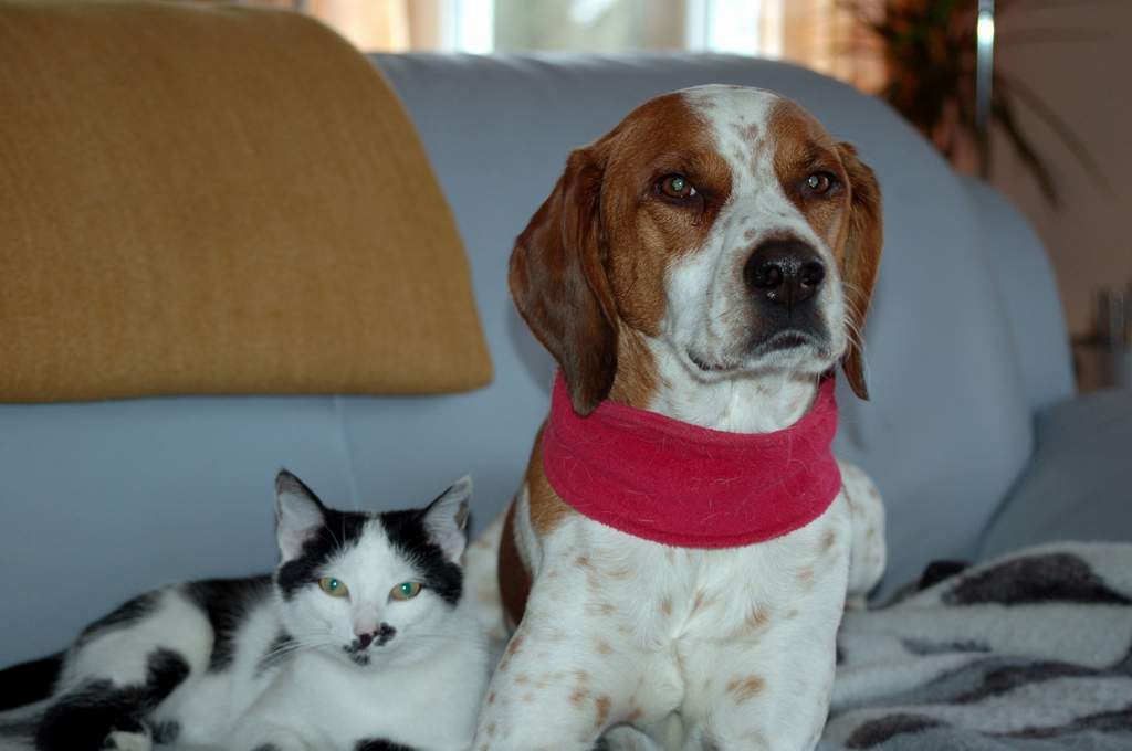 Katze und Hund