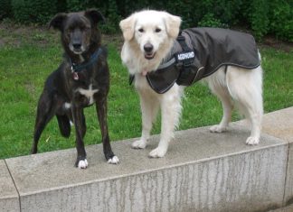 Braucht mein Hund einen Mantel? Decke Regen, Foto: Jule