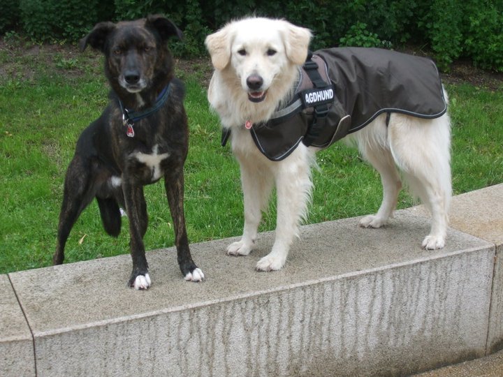 Braucht Mein Hund Einen Mantel Worauf Man Beim Hundemantel Achtet