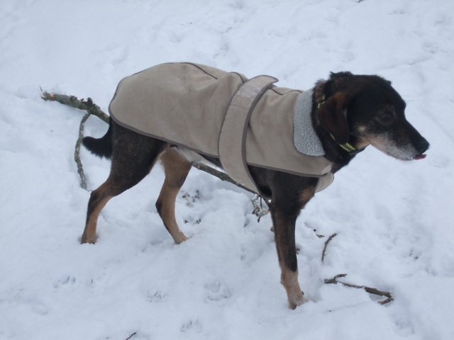 Braucht Mein Hund Einen Mantel Worauf Man Beim Hundemantel Achtet