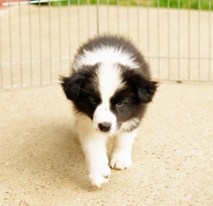 Border Collie Welpe