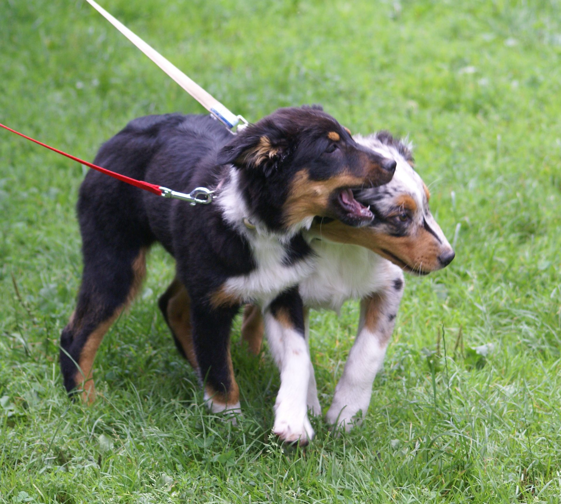 Woran guten Züchter erkennen? Augen auf beim Hundekauf Teil 1