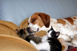 Hund mit kleiner Katze Hund mit kleinen Kitten