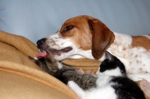 Hund und Katze Hund schleckt vorsichtig das Kitten