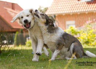 Zwei Welpen am Spielen, Foto: Connie