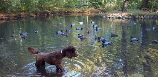 Hundeerziehung Ratgeber & Tipps im Hundemagazin Hund