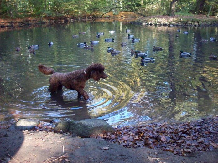 Großpudel Vogeljagd