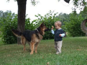Kind spielt mit Hund Hund mit Schäferhund