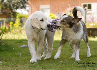 Zwei Welpen mit Spielzeug, Foto: Connie