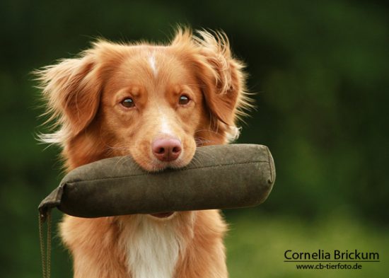 Welpen das Abgeben oder Auslassen beibringen Hund