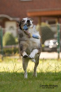 Spielender Hund