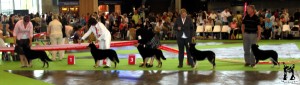 Best of Breed